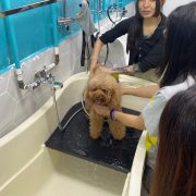 【行業實地考察：寵物美容師的一天】