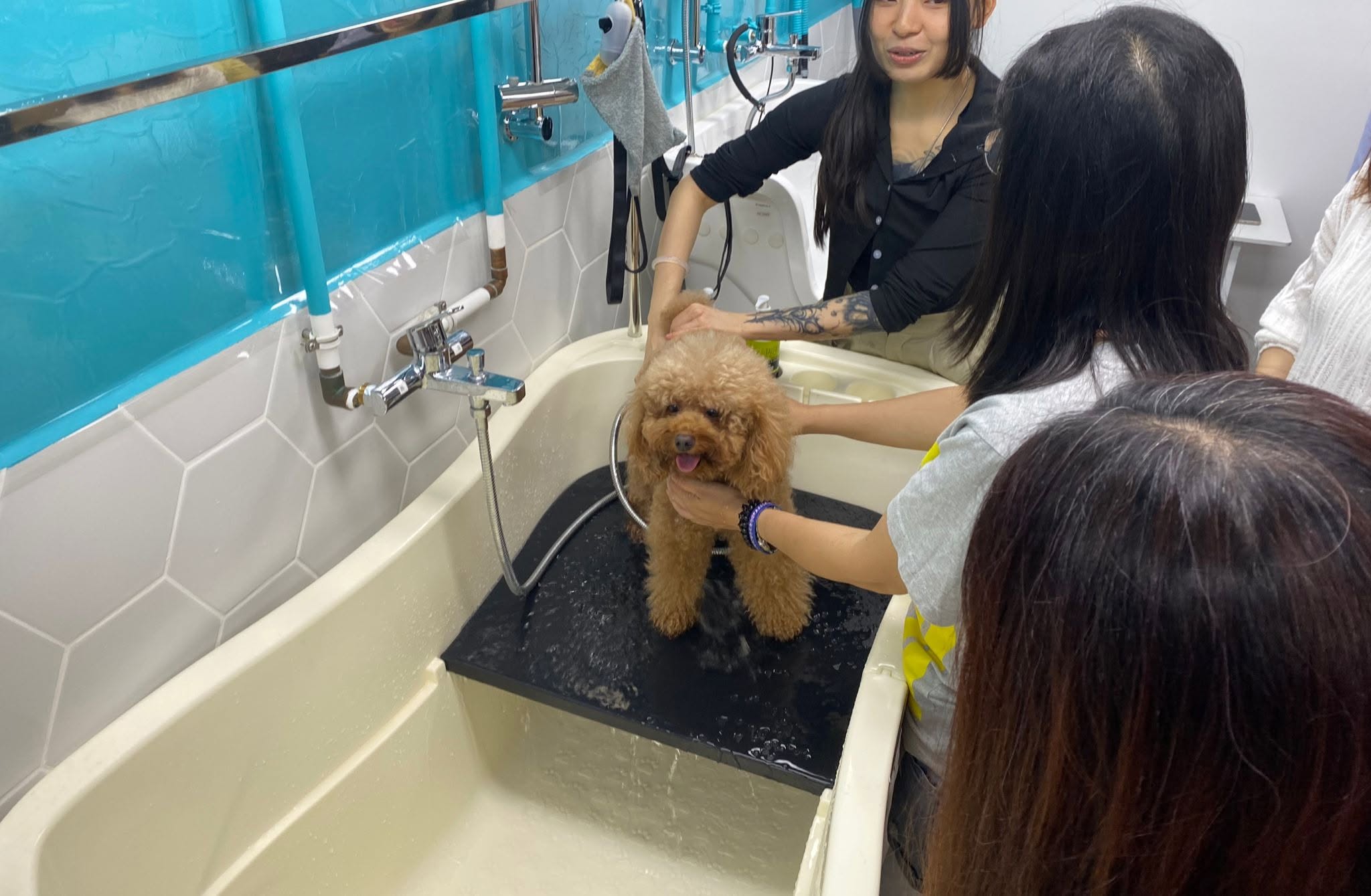 [Industry Exploration: A Day in the Life of a Pet Groomer]